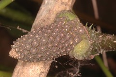 Lasia spinosa